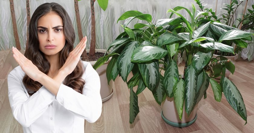 опасные домашние растения