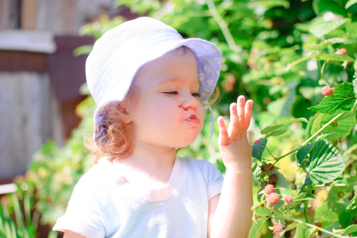 Опасные ягоды, которые нельзя давать детям: советы Комаровского могут, которые, ягоды, нужно, можно, часто, внимание, растения, малышей, Поэтому, этого, ребенку, плодах, ребенок, наших, ядовиты, прочие, растут, своих, своим