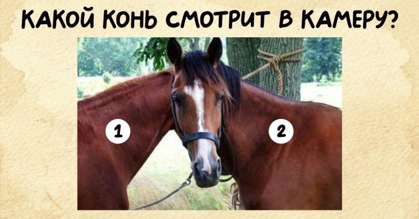 оптическая иллюзия с лошадьми