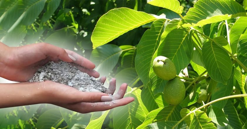 ореховые листья как удобрение