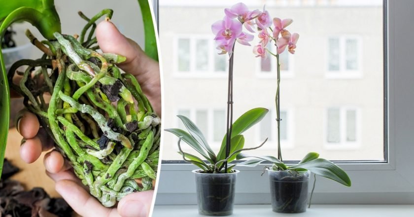 Почему не цветет орхидея в горшке