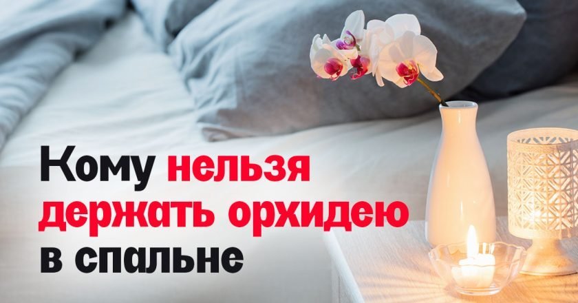 Орхидея в спальне: можно ли ее там держать орхидея в спальне
