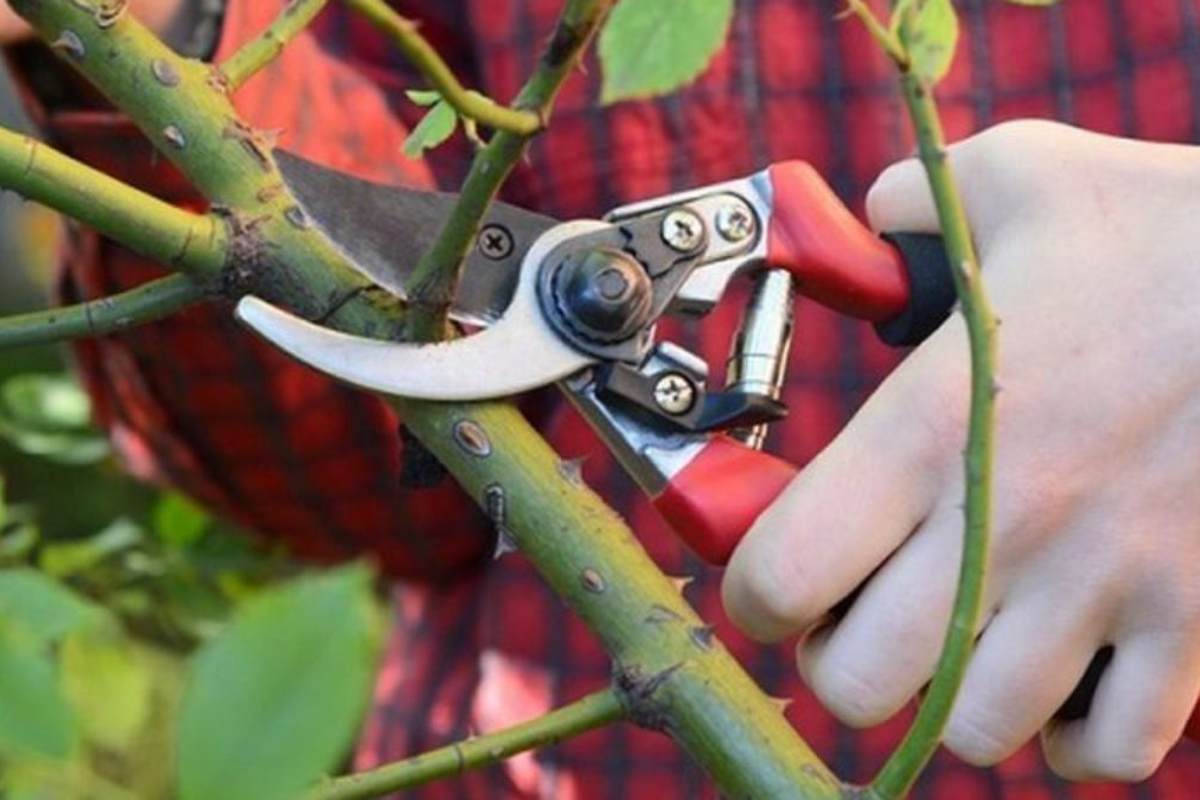 чем обрезать розы