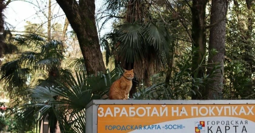 отдых в сочи