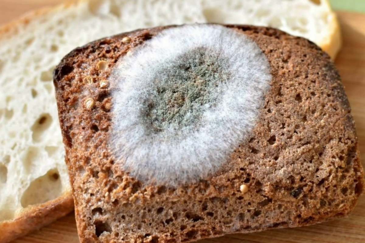 Кусочек хлеба с плесенью. Плесень мукор на хлебе. Плесень на продуктах. Плесневение хлеба. Белая плесень на хлебе.