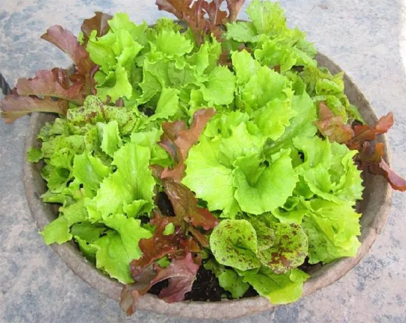 Салат какая почва. Салат на грядке. Салат листовой на грядке. Горшечные салаты. Листья салата в огороде.