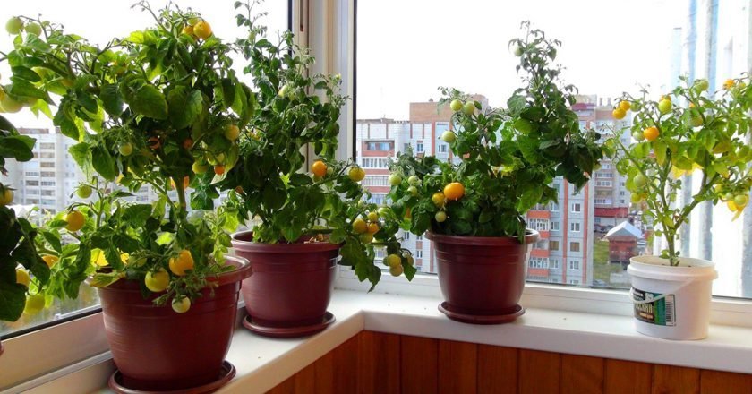 Овощи в горшке