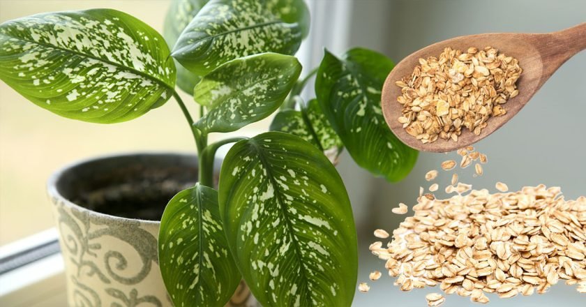 овсянка как удобрение