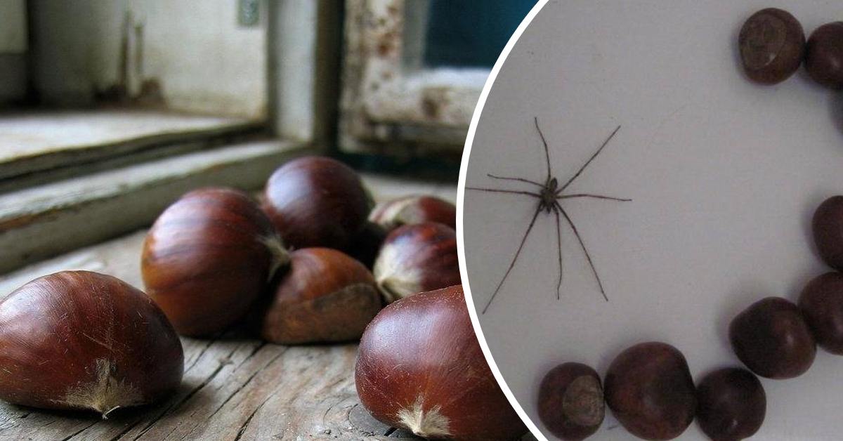 каштаны от пауков