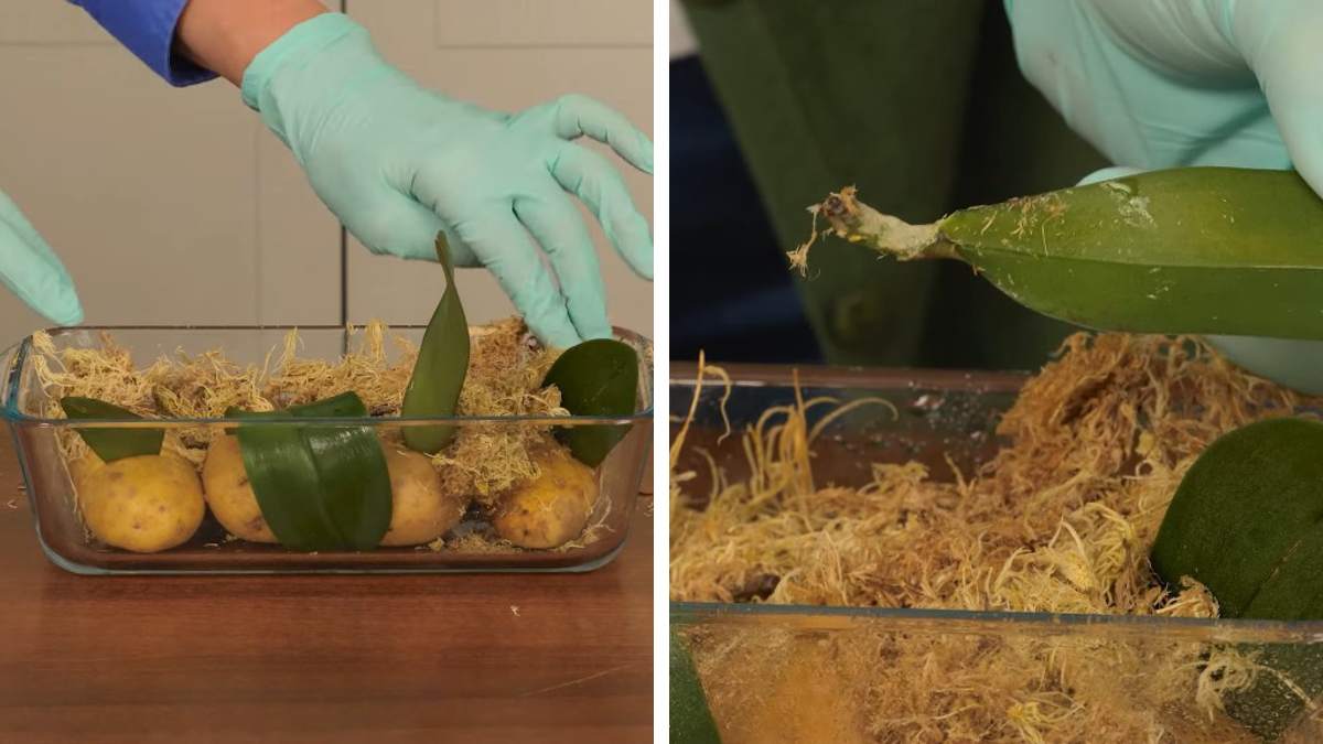 Размножение орхидей в домашних условиях: 6 необычных способов