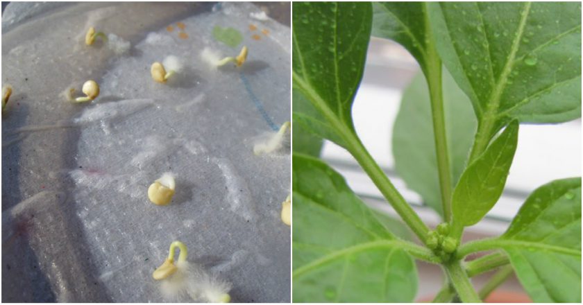 как вырастить перец чили