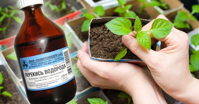 перекись для рассады