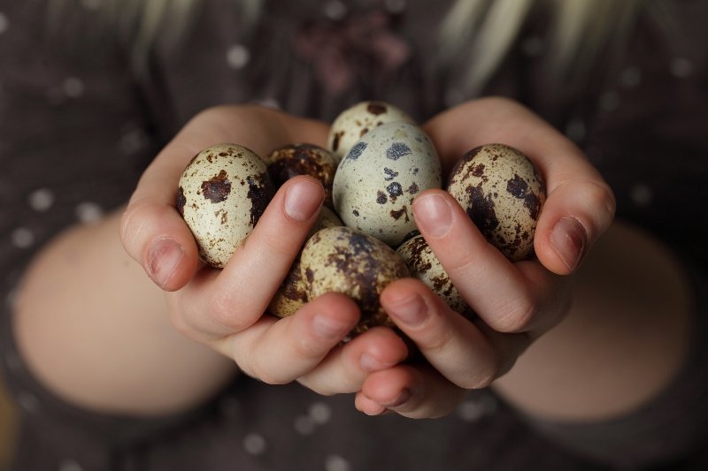 Перепелиные яйца: как их правильно варить