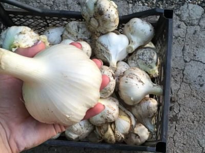 Первые подкормки чеснока: когда и чем удобрять