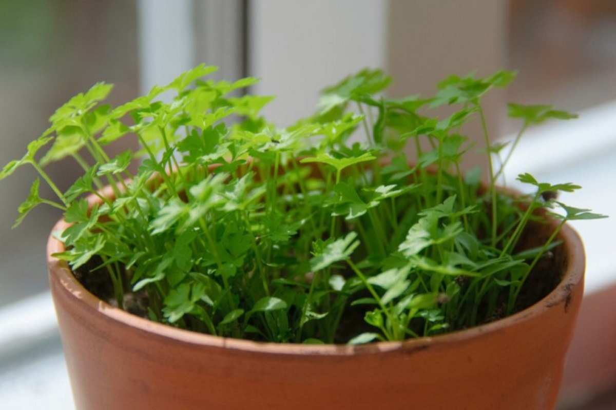Петрушка в домашних условиях: как посадить зелень