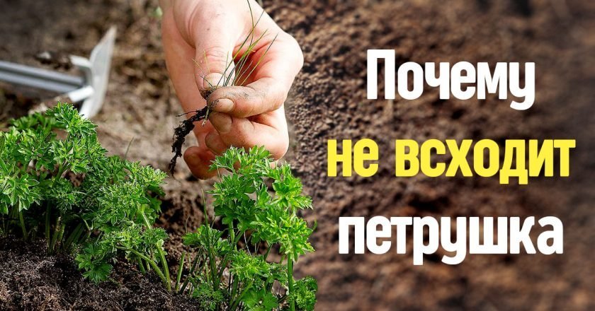 как садить петрушку