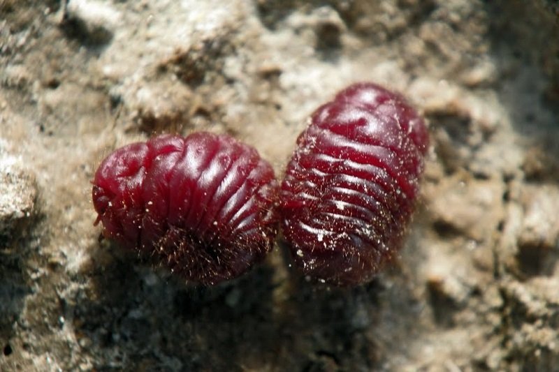 пищевые добавки