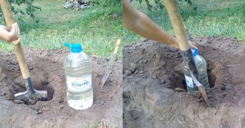 пластиковая бутылка на огороде