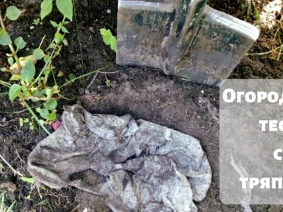 Как определить плодородность почвы