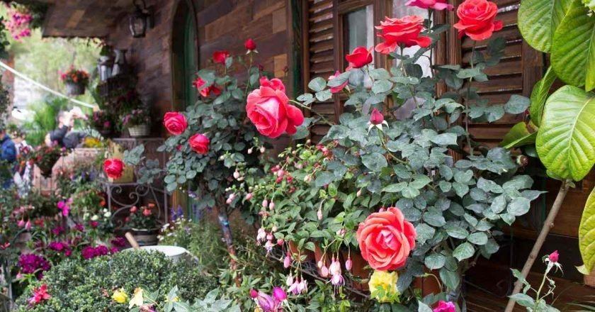 плохие соседи для роз