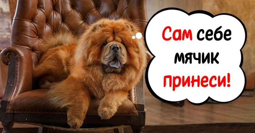 Какие породы собак плохо поддаются дрессировке плохо поддаются дрессировке