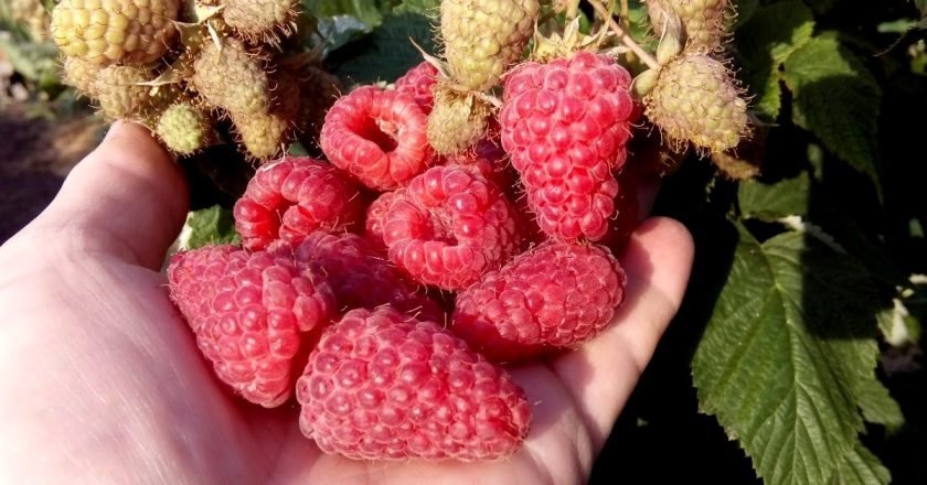 Почему малина мелкая и сохнет: 4 ошибки дачника
