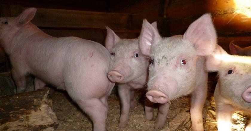 мусульмане не едят свинину