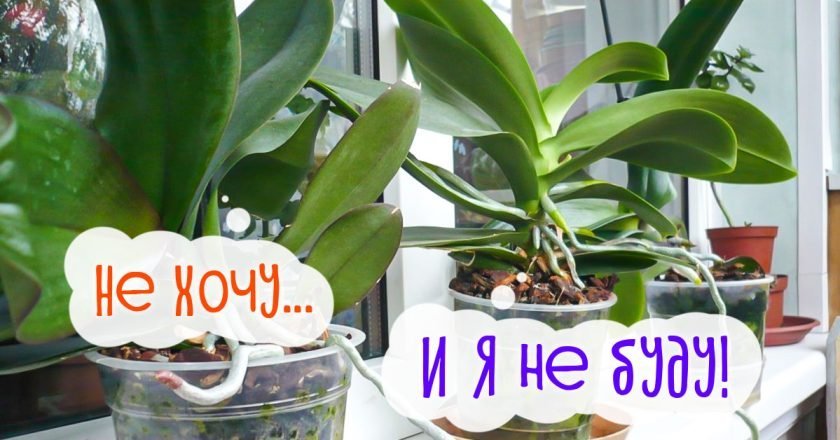 орхидея не цветет