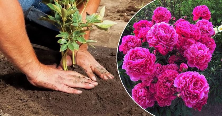 Почему не цветут пионы