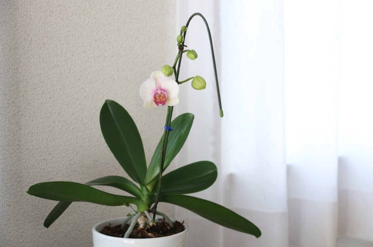 Суеверия и приметы: почему нельзя держать дома орхидеи