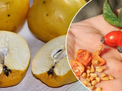 Какие косточки нельзя есть категорически: разбираемся почему