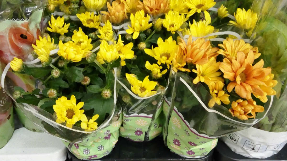 пышные блины