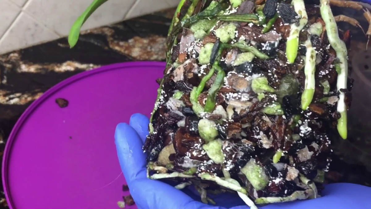 грибок на корне