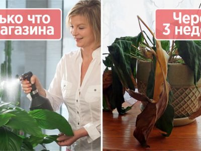 Почему погибают растения, купленные в магазине
