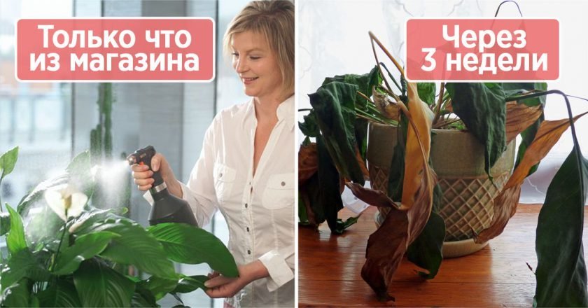 как спасти растение от увядания