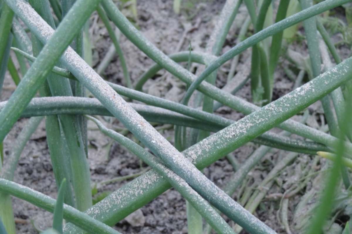 посыпать лук золой