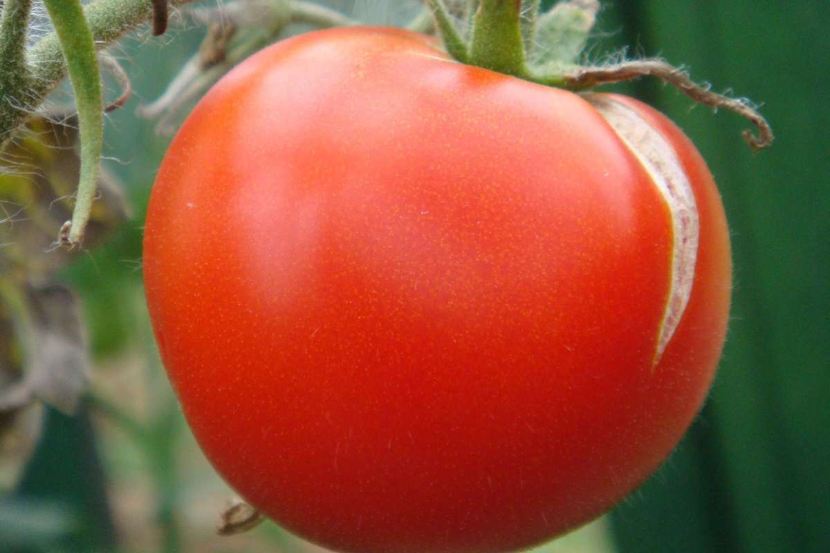 Почему помидоры красные. Растрескивание плодов томата. Растрескивание плода помидора. Растрескивание плодов томата в теплице. Помидоры в теплице.