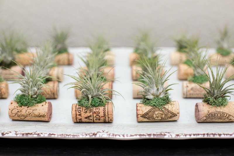 суккуленты в винных пробках