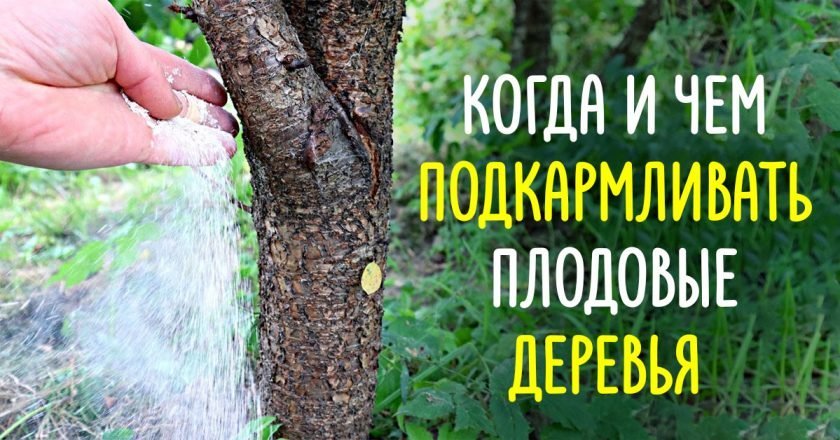 как подкармливать деревья осенью