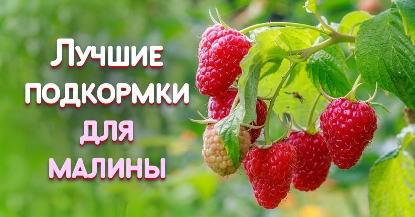 подкормить малину в апреле