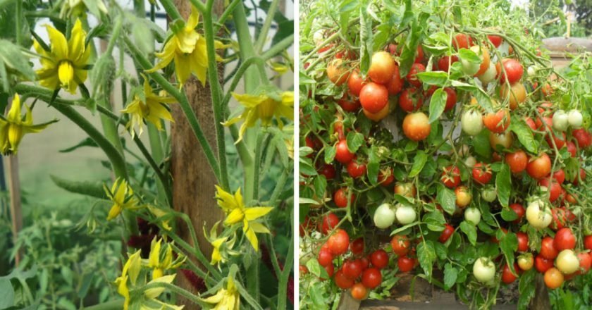 опрыскивание томатов