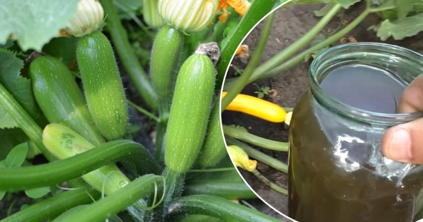 подкормка для кабачков