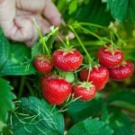 подкормка из кефира