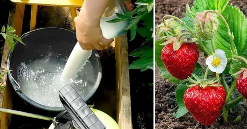 Зачем нужна подкормка из кефира для клубники