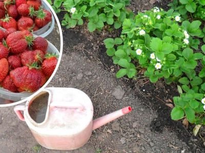 Подкормка клубники во время цветения
