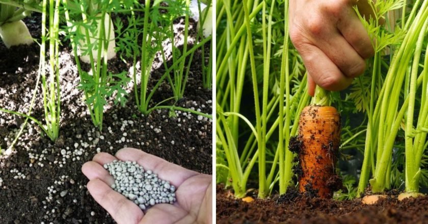 Подкормка моркови для большого и сладкого урожая