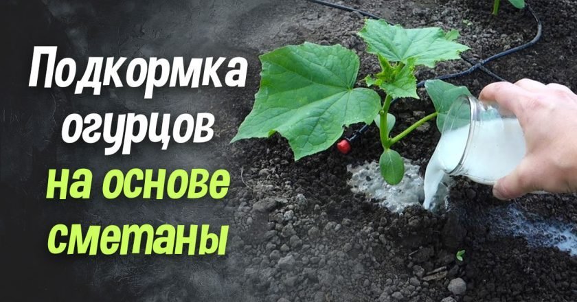 подкормка огурцов