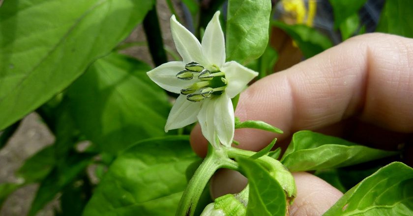 удобрения для перца