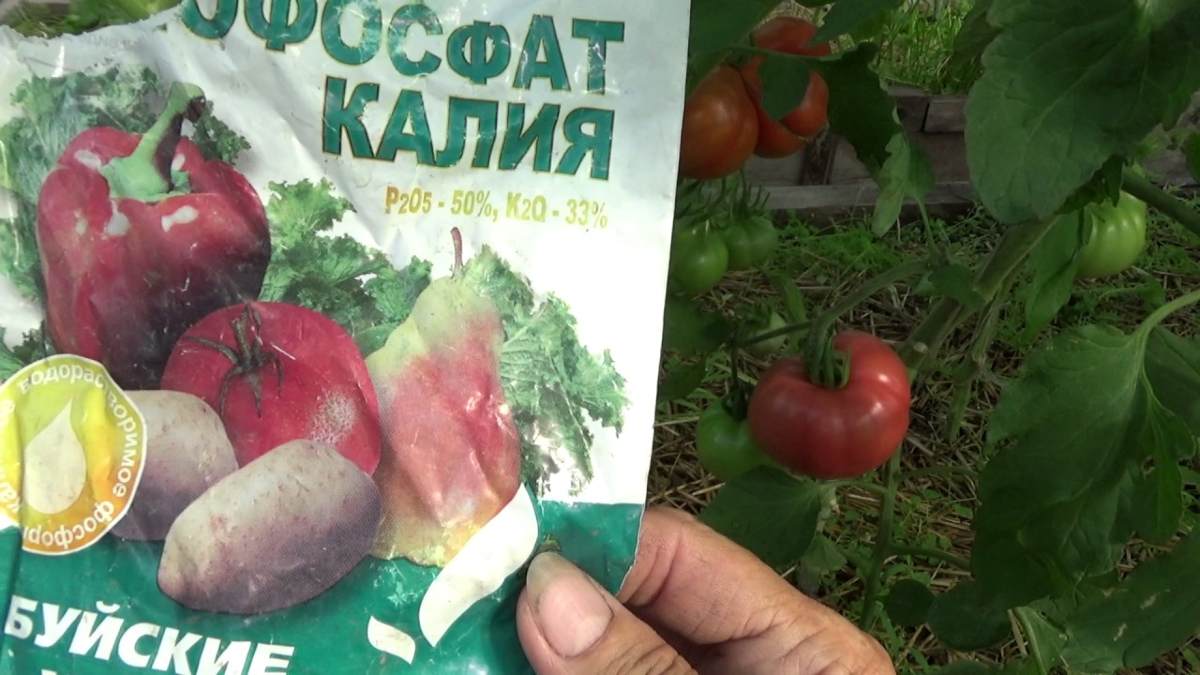 монофосфат калия для томатов