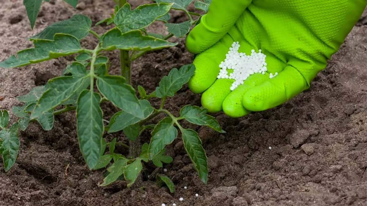 подкормка сухим сульфатом калия